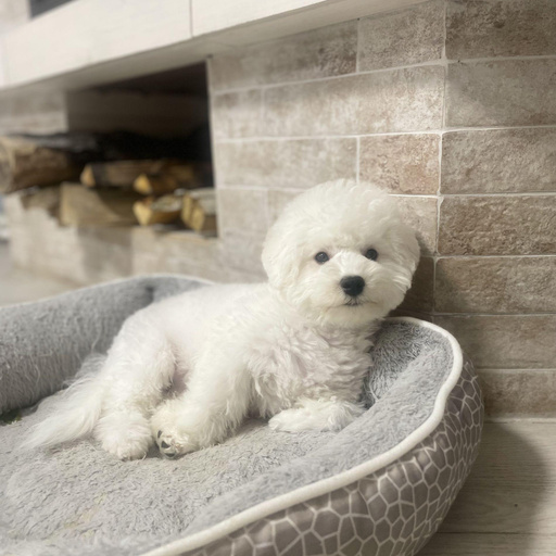 Изображение питомца