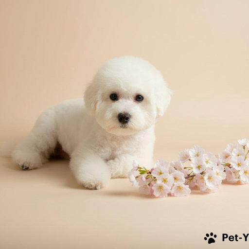 Изображение питомца