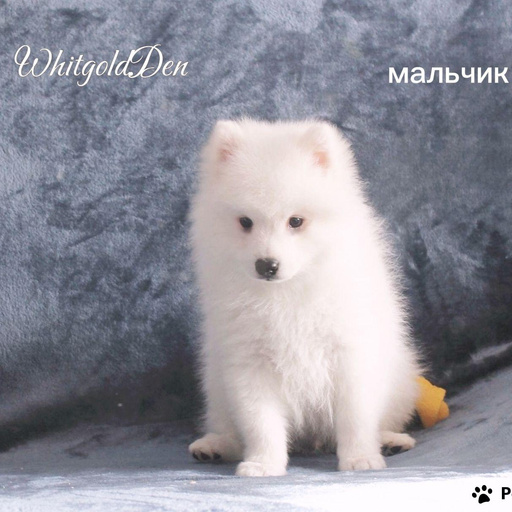 Изображение питомца