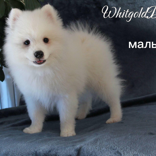 Изображение питомца