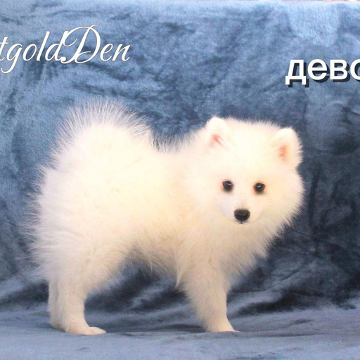 Изображение питомца