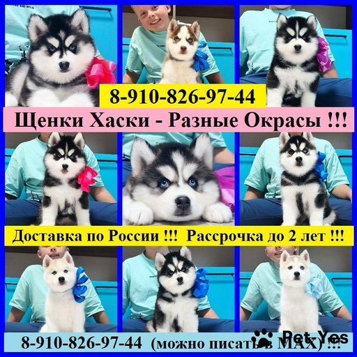 Изображение питомца