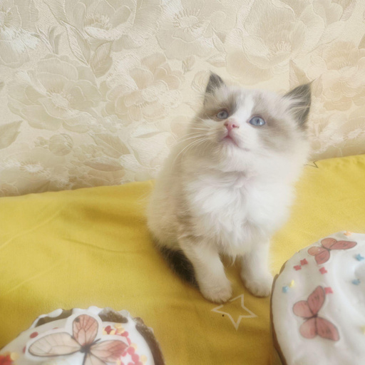 Изображение питомца