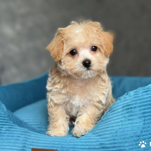 Изображение питомца