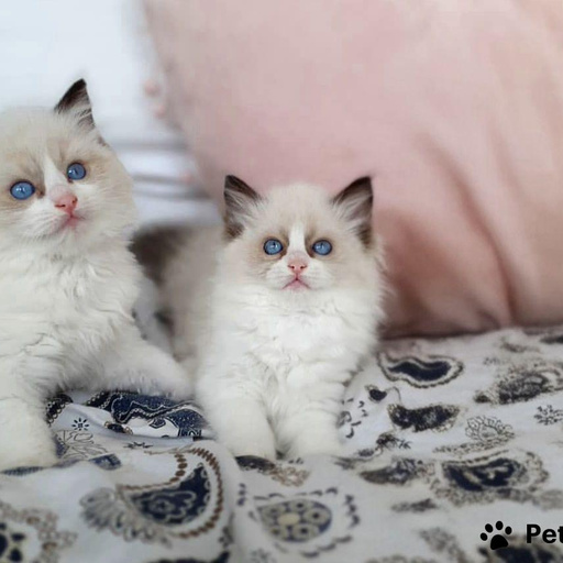 Изображение питомца