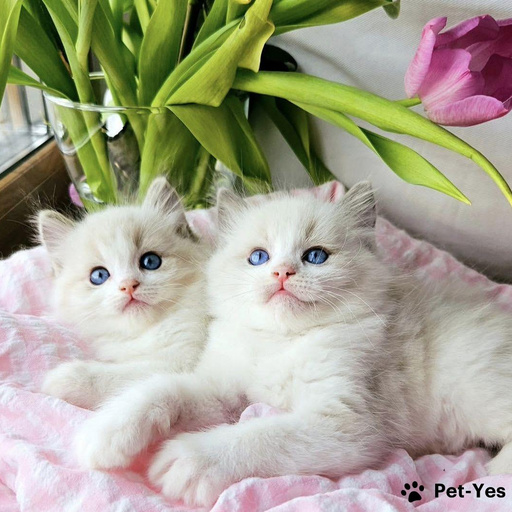 Изображение питомца