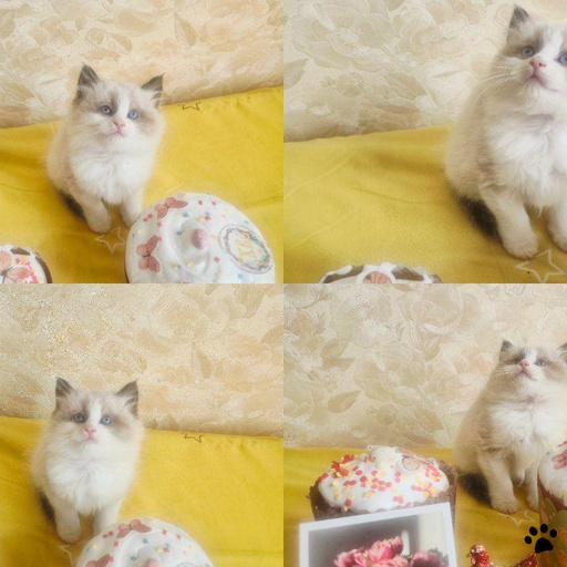 Изображение питомца