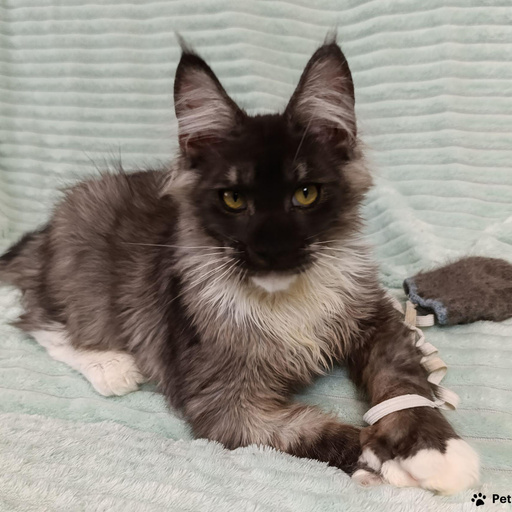 Изображение питомца