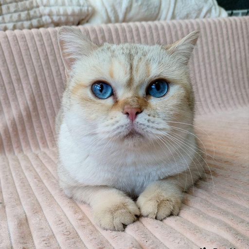 Изображение питомца