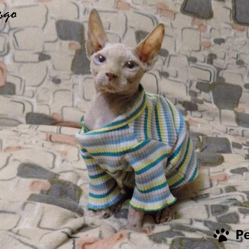 Изображение питомца