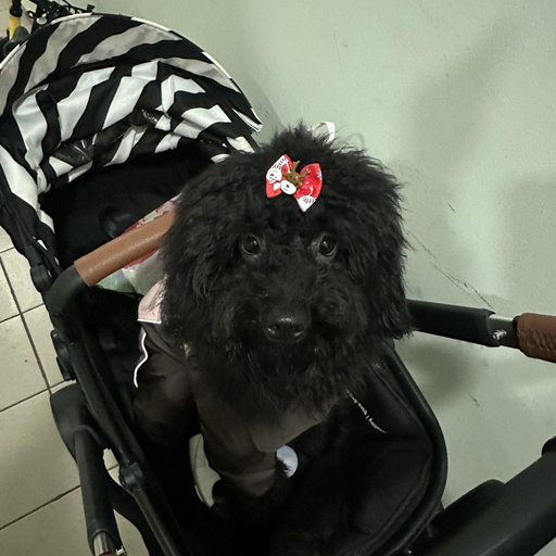 Изображение питомца