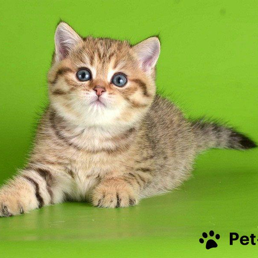 Изображение питомца