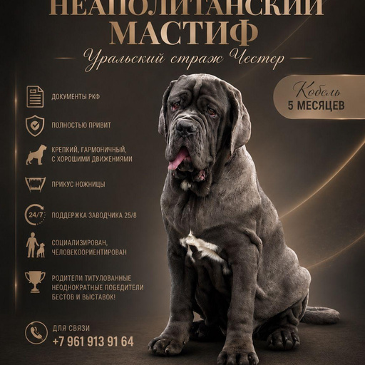 Изображение питомца