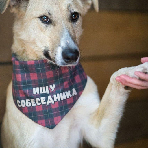 Изображение питомца
