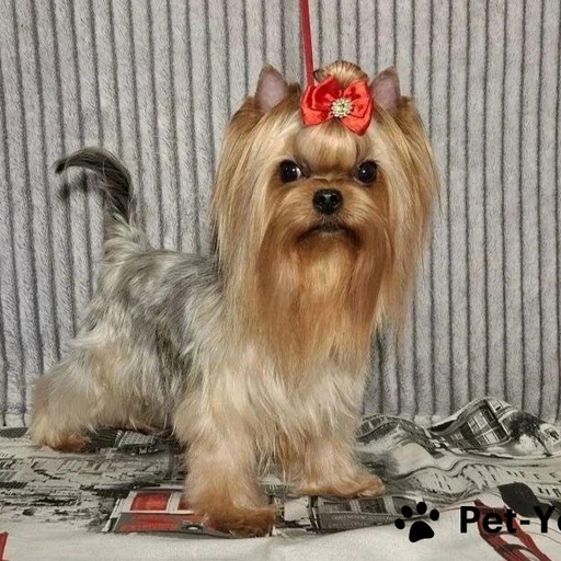 Изображение питомца