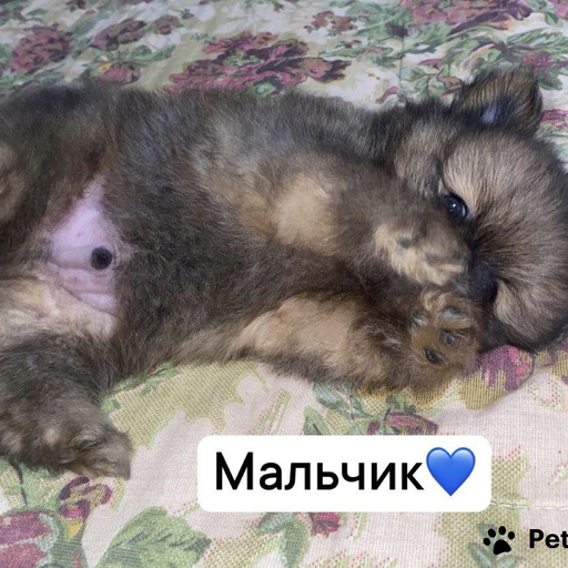 Изображение питомца