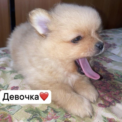 Изображение питомца
