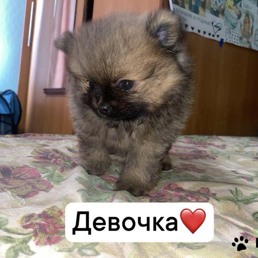 Изображение питомца