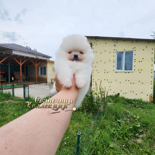 Изображение питомца