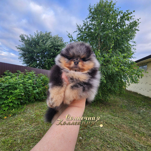 Изображение питомца