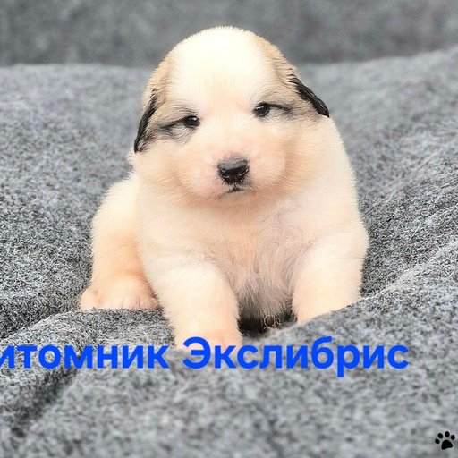 Изображение питомца