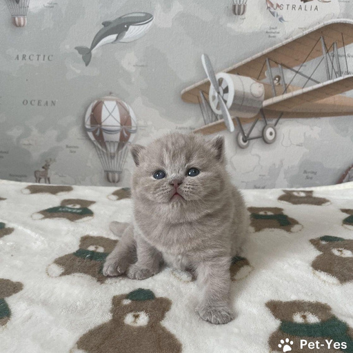 Изображение питомца