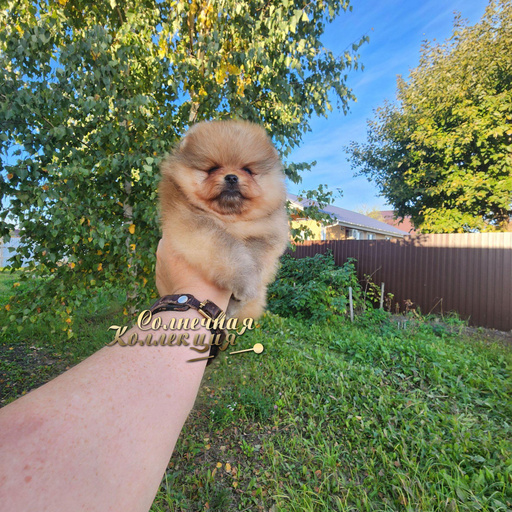 Изображение питомца