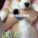 Фотография питомца