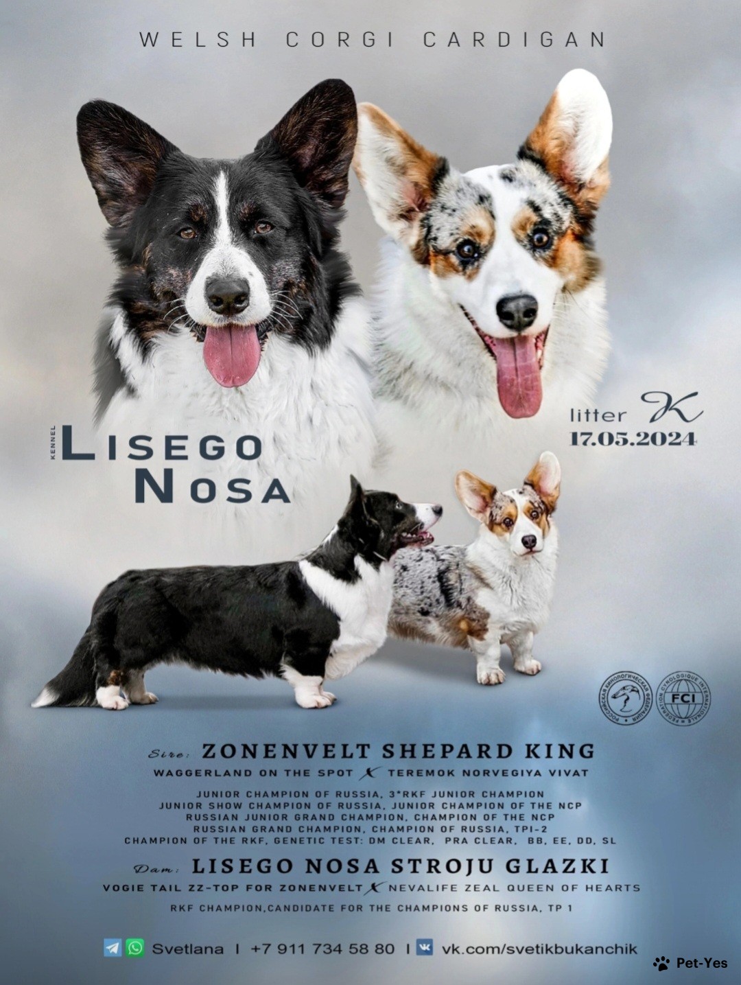 Dog Profile Chi Chi The Rescue Dog Beautiful Chi In Birmingham B36