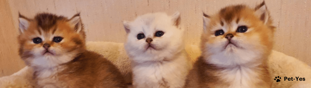 Обложка профиля пользователя